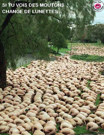 ~~MOUTONS PAS COMME LES AUTRES~~